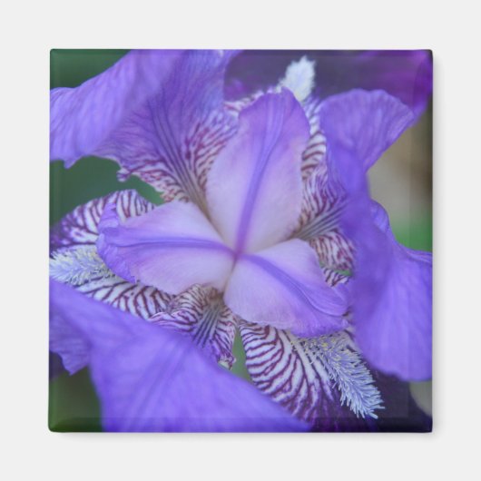 Blue Lila Iris Blume Magnet (Vorne)