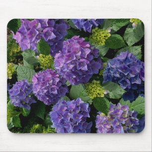 Blue lila magenta Hydrangeas Mousepad