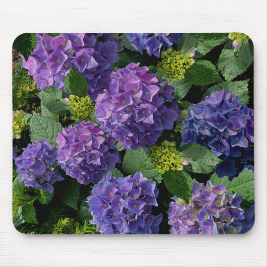 Blue lila magenta Hydrangeas Mousepad (Vorne)