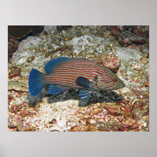 Blue Lined Grouper Poster (Vorne)