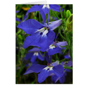Blue Lobelia