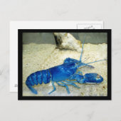 Blue Lobster Postkarte (Vorne/Hinten)