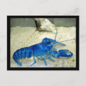 Blue Lobster Postkarte (Vorderseite)