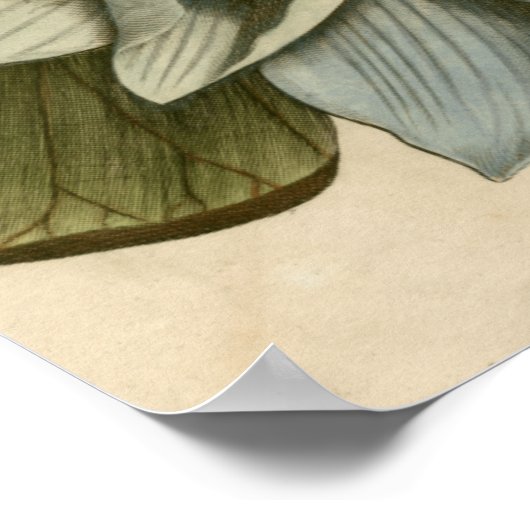 Blue Lotus Blume auf Tan Hintergrund mit Schreiben Poster (Ecke)