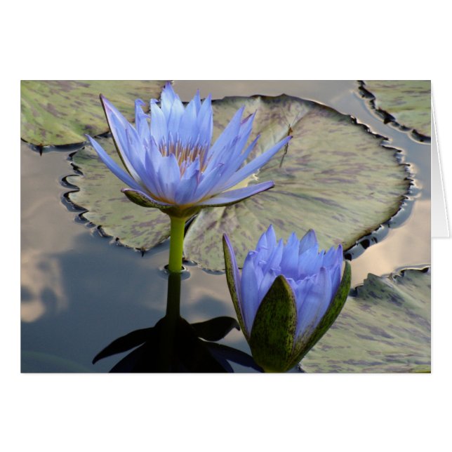 Blue Lotus Duet (Vorderseite (Horizontal))