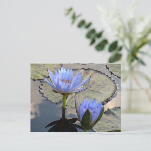 Blue Lotus Duet Postkarte (Stehend Vorderseite)