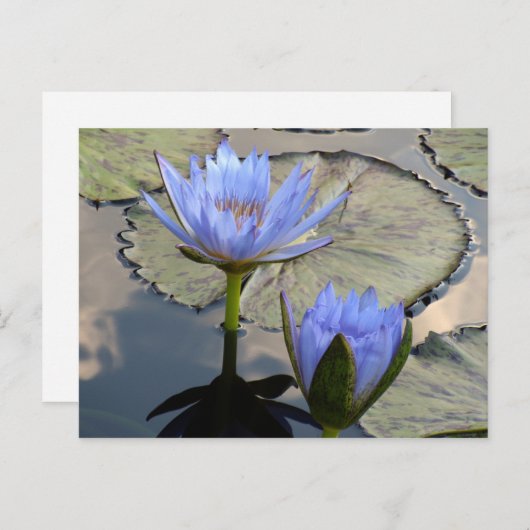 Blue Lotus Duet Postkarte (Vorne/Hinten)