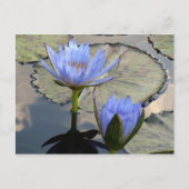 Blue Lotus Duet Postkarte (Vorderseite)