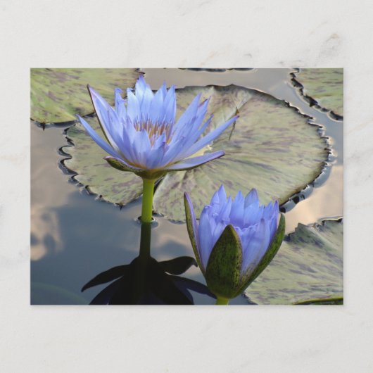 Blue Lotus Duet Postkarte (Vorderseite)