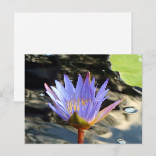Blue Lotus Postkarte (Vorne/Hinten)