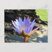 Blue Lotus Postkarte (Vorderseite)