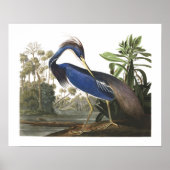Blue Louisiana Heron Bird Illustrations Poster (Vorne)