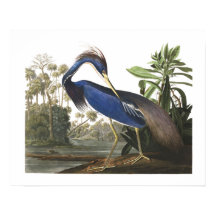 Blue Louisiana Heron Bird Illustrations Poster