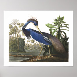 Blue Louisiana Heron Bird Illustrations Poster