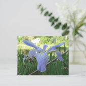 Blue Louisiana Iris Postkarte (Stehend Vorderseite)