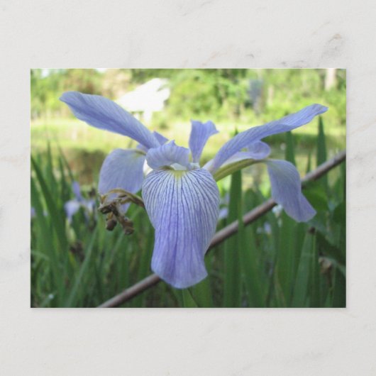 Blue Louisiana Iris Postkarte (Vorderseite)