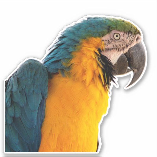 Blue Macaw Aufkleber (Vorderseite)