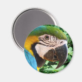 Blue Macaw Parrot Magnet (Vorderseite/Rückseite)