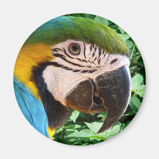 Blue Macaw Parrot Magnet (Vorne)