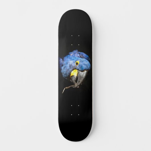 Blue Macaw Skateboard (Vorderseite)