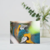 Blue Macaws Postcards Postkarte (Stehend Vorderseite)