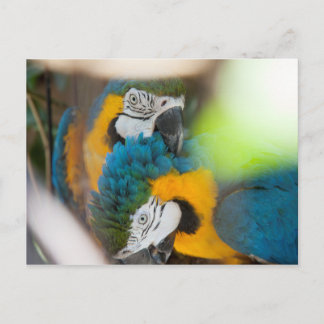 Blue Macaws Postcards Postkarte
