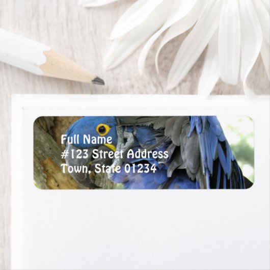 Blue Maccaw Rücksendeadresse (Insitu)