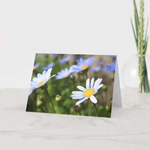 Blue Marguerite Flowers Greeting Card,Note Card Karte