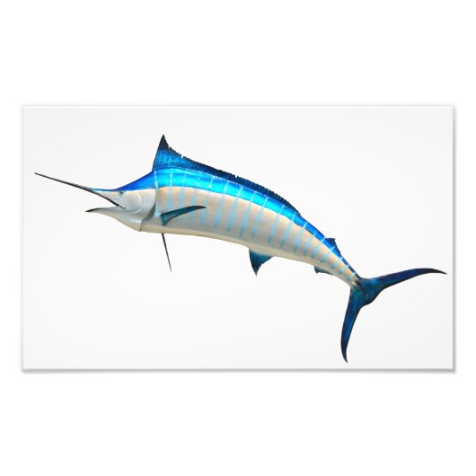Blue Marlin Game Fish Fotodruck (Vorne)