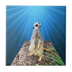 Blue Meerkat Night, Fliese