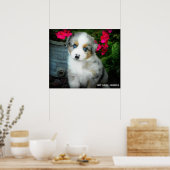 Blue Merle Aussie 2 Puppy Poster (Küche)