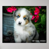 Blue Merle Aussie 2 Puppy Poster (Vorne)
