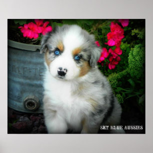 Blue Merle Aussie 2 Puppy Poster
