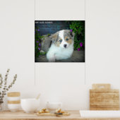Blue Merle Aussie 3 Puppy Poster (Küche)