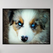 Blue Merle Aussie Puppy Poster (Vorne)