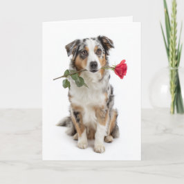 Blue Merle Aussie Valentine Karte