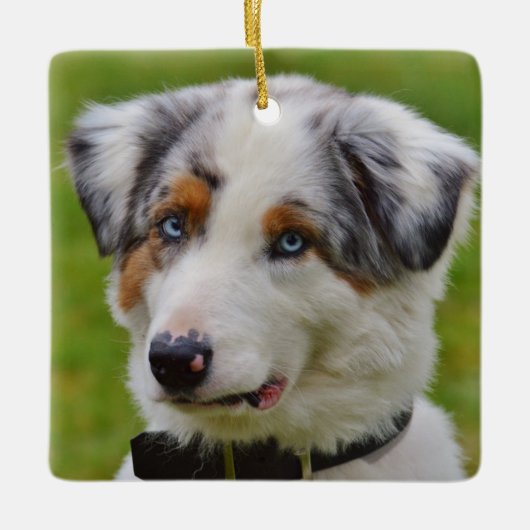Blue Merle Australian Shepherd Puppy Keramikornament (Vorderseite)