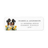Blue Merle Australian Shepherd Spring Daffodis (Vorne)