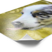 Blue Merle Australian Shepherd Welpe 2 Fotodruck (Ecke)