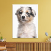 Blue Merle Australian Shepherd Welpe nah-up Leinwanddruck (Insitu (Wohnzimmer))