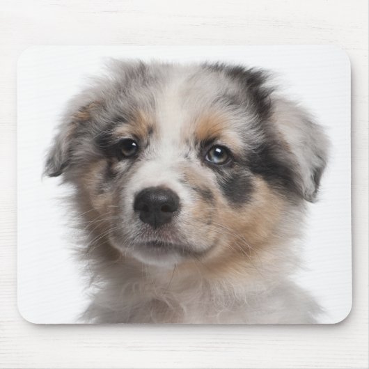 Blue Merle Australian Shepherd Welpe nah-up Mousepad (Vorne)