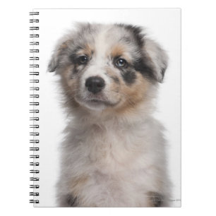 Blue Merle Australian Shepherd Welpe nah-up Notizblock