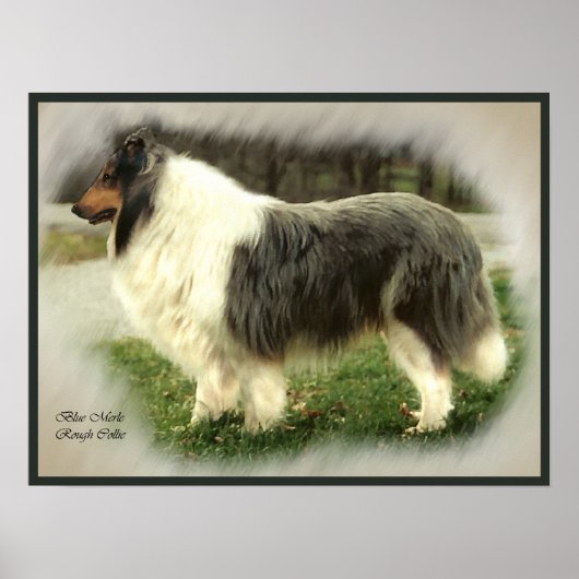 Blue Merle Collie Art Print Poster (Vorne)