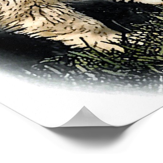 Blue Merle Collie Geschenke Poster (Ecke)