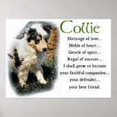 Blue Merle Collie Geschenke Poster (Vorne)