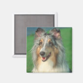Blue Merle Collie Magnet (Vorderseite/Rückseite)