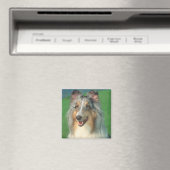 Blue Merle Collie Magnet (In Situ (Geschirrspüler))