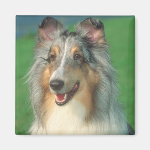 Blue Merle Collie Magnet