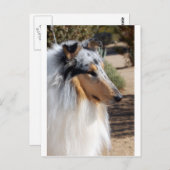 Blue Merle Collie Portrait Postkarte (Vorne/Hinten)