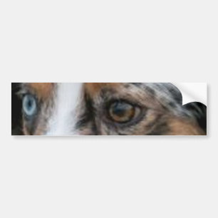 Blue_Merle_Miniature_American_Shepherd-Augen Autoaufkleber